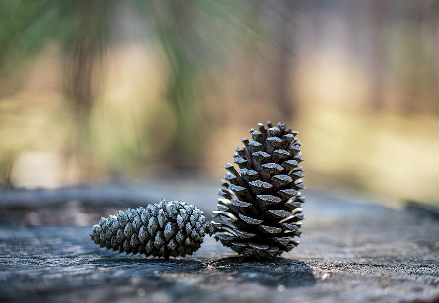 Pine Cones in a Forest Photograph by Sandra Js