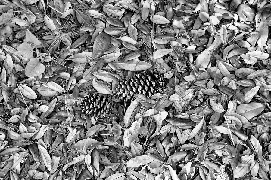 Pine Cones in Leaves Photograph by Robert Wilder Jr