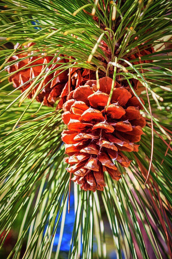 Pine cones in Montana Digital Art by Tatiana Travelways