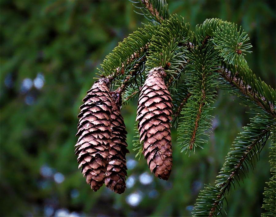 Pine Cones Photograph by Linda Stern