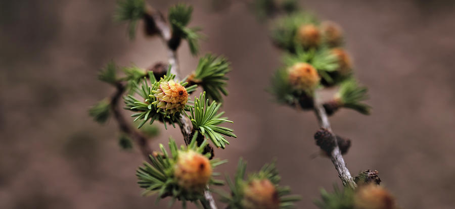 Pine cones Photograph by M Fotograaf