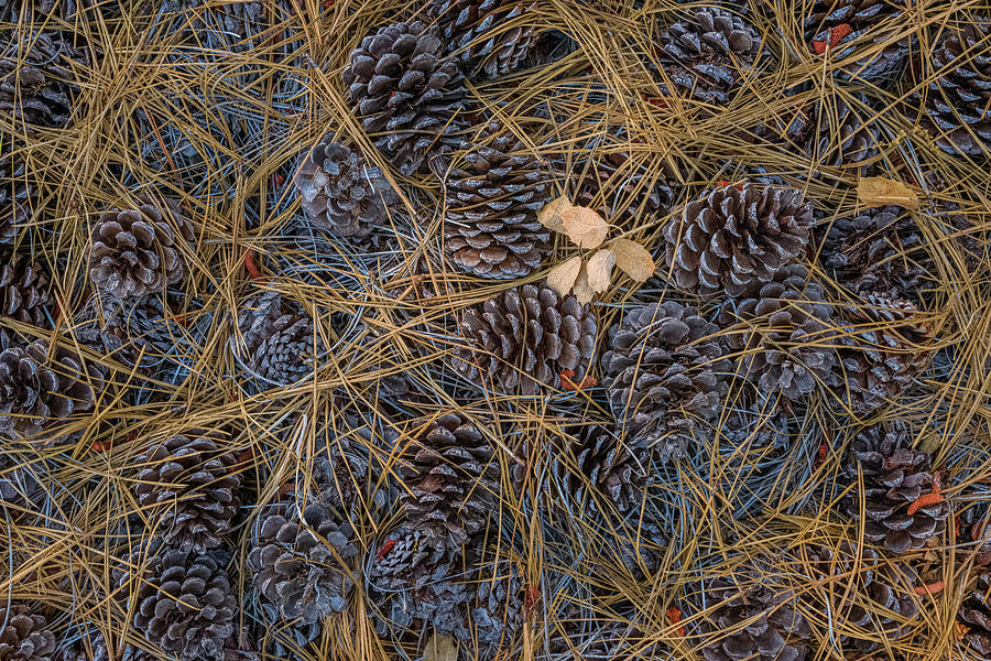 Pine Cones, Needles and Oak Leaves Photograph by Alexander Kunz
