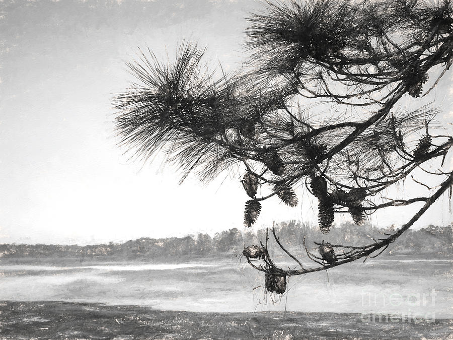 Pine Cones Of Texas Photograph