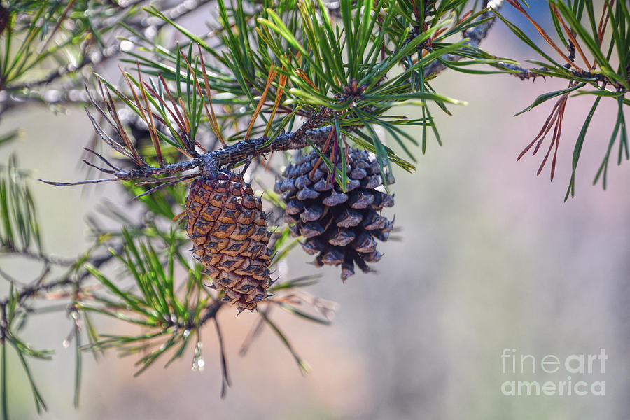 Pine Cones Photograph by Phil Perkins