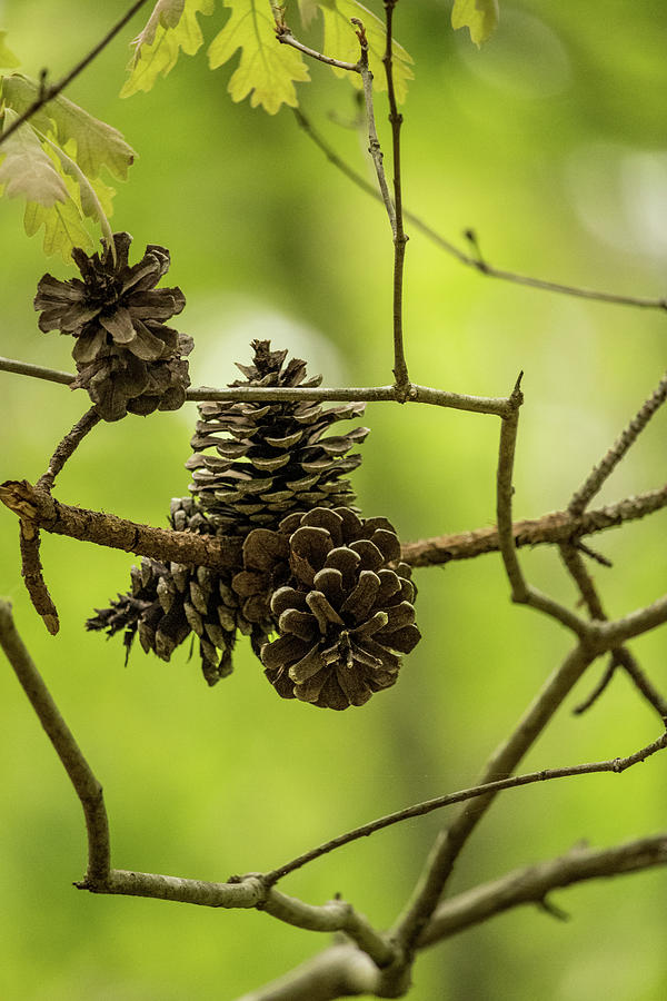 Pine Cones Photograph by Rick Nelson