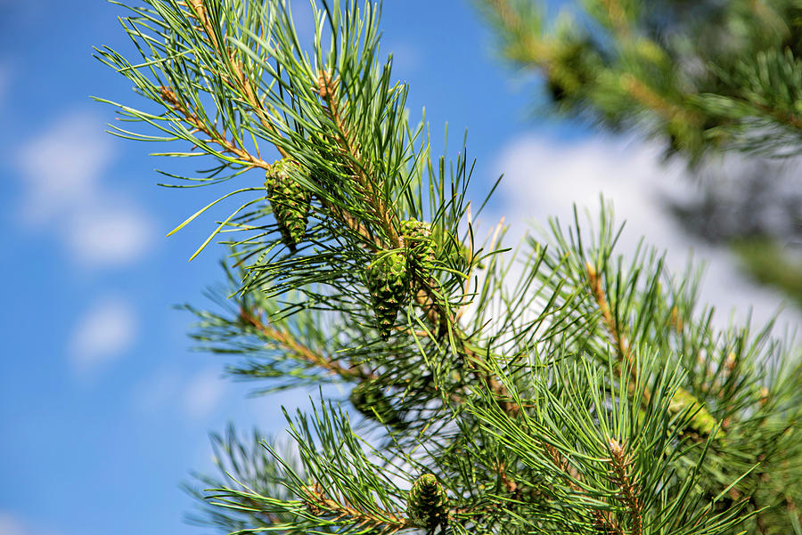 Pine cones. Photograph by Sergei Fomichev