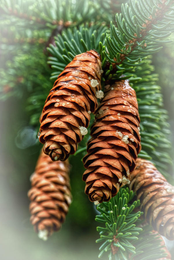 Pine Cones Photograph by Thomas Pettengill