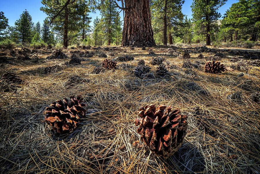Pine Cones Photograph by Tom Grubbe