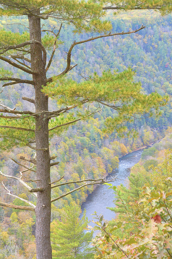 Pine Creek Gorge Photograph by Jamart Photography
