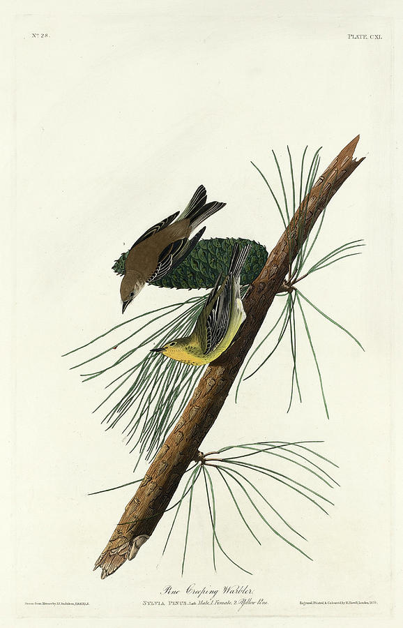 Pine Creeping Warble Drawing by Robert Havell
