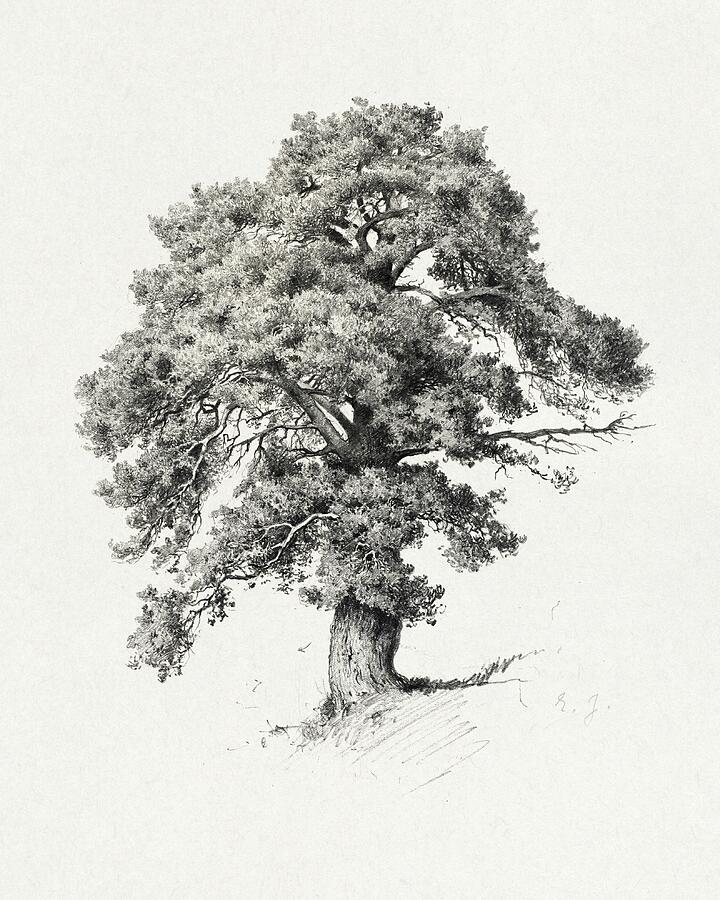 Pine Drawing by EJ Mer Pine Drawing by EJ Mer