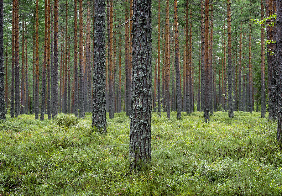 Pine forest Finland Scandinavia Photograph by Ssiltane