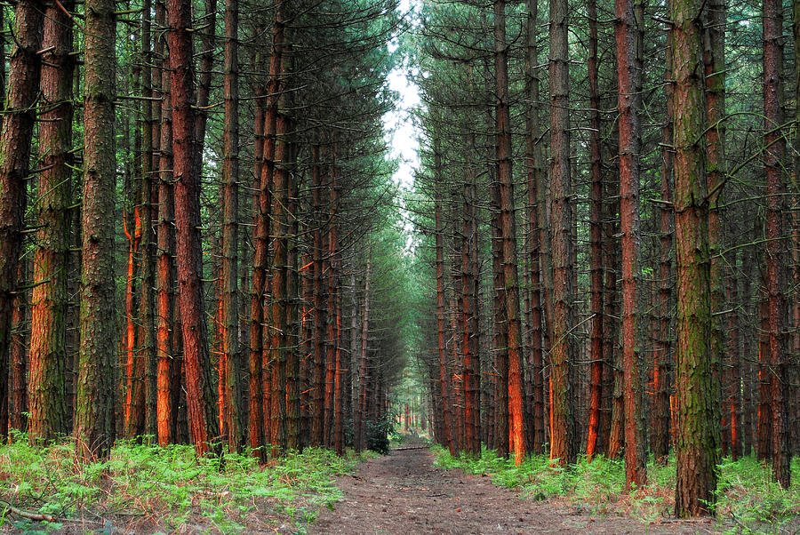 Pine forest in England Photograph by Severija Kirilovaite