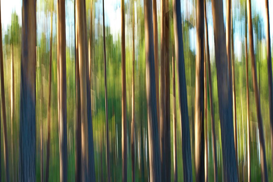 Pine forest in summer - blurred Photograph by Ulrich Kunst And Bettina Scheidulin