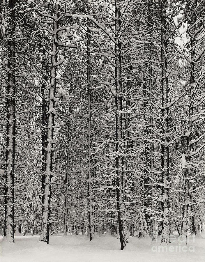 Pine Forest in the Snow Photograph by Ansel Adams