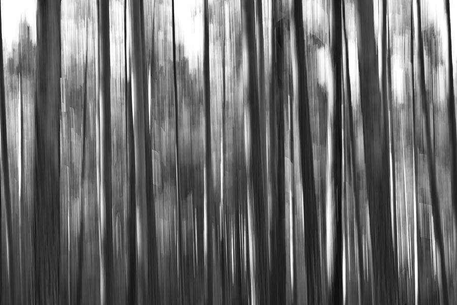 Pine forest on a summer evening - monochrome Photograph by Ulrich Kunst And Bettina Scheidulin