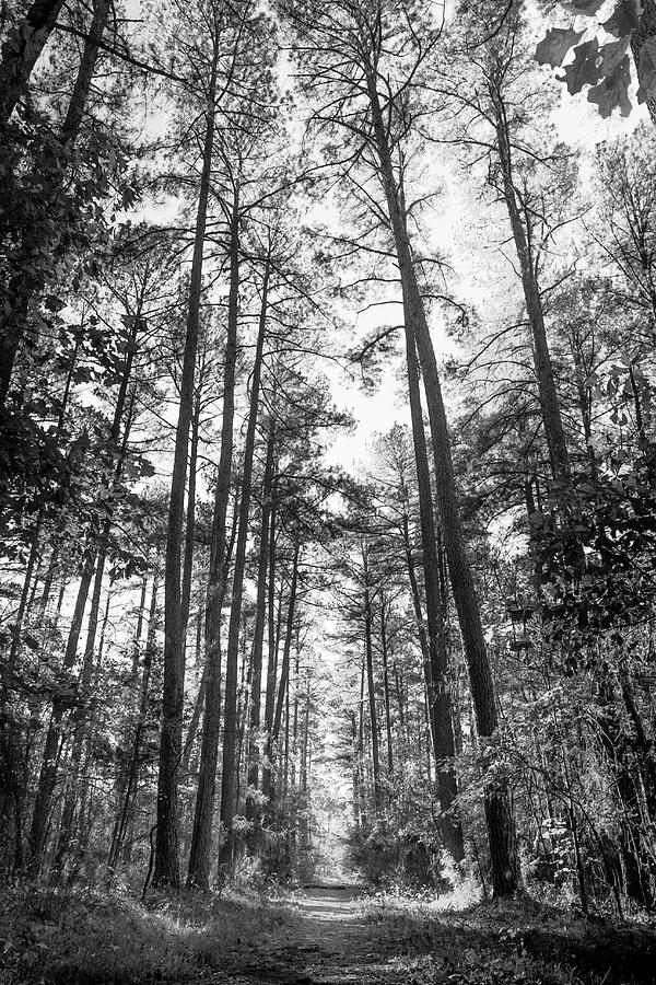 Pine forest Photograph by Spike Silvernail