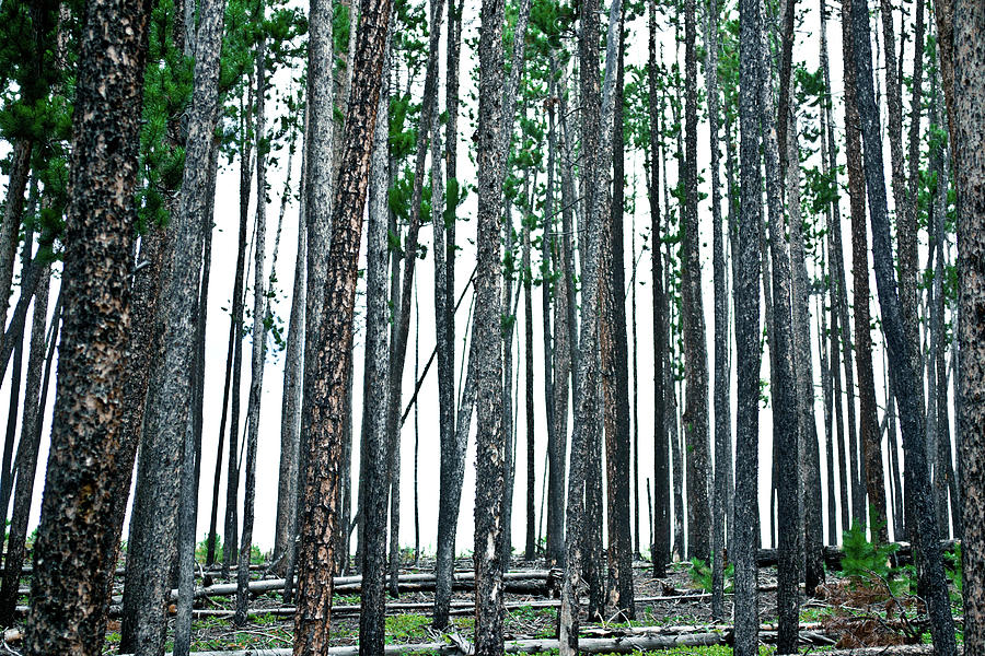 Pine Forest Photograph by Tara Krauss