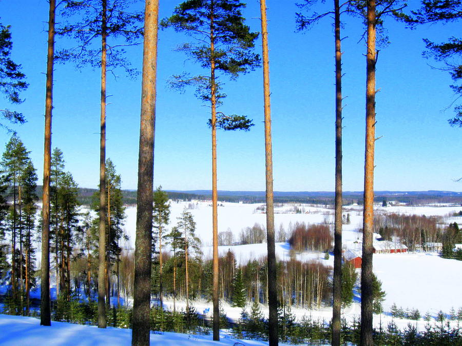 Pine forest view Photograph by Pauli Hyvonen