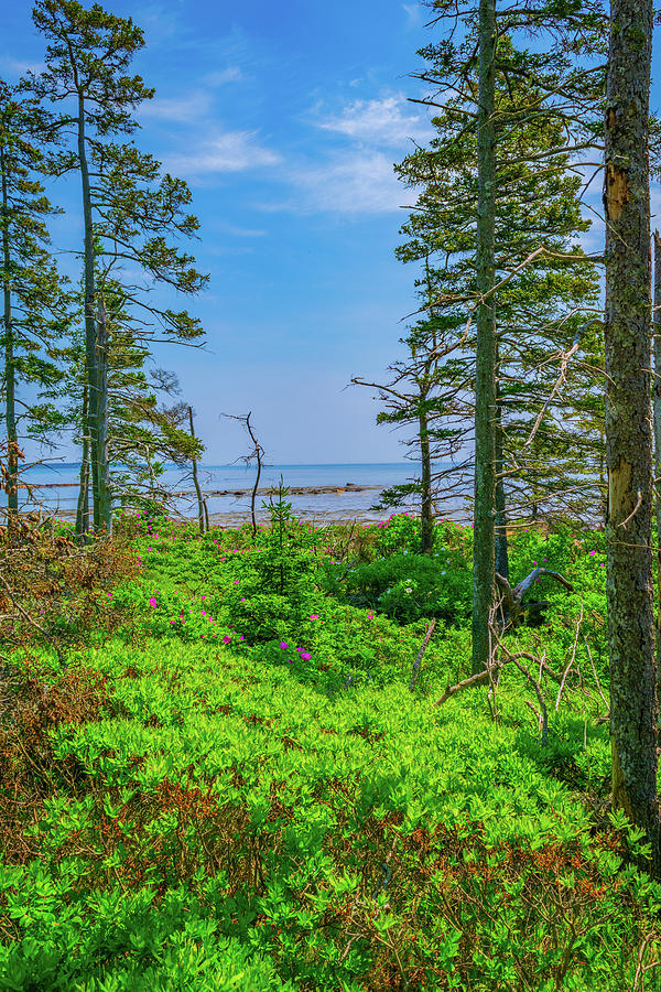 Pine Frame Ocean View Photograph by Aaron Geraud