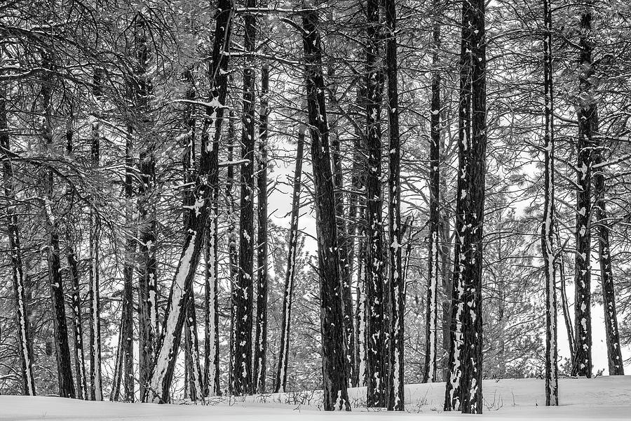 Pine Gathering In Winter Photograph by Denise Bush