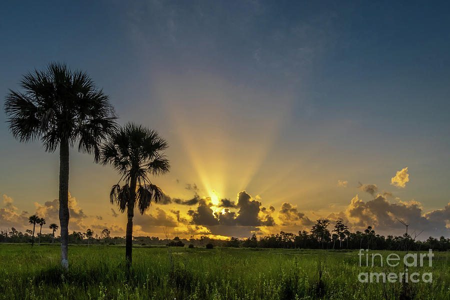 Pine Glades Sun Rays Photograph by Tom Claud