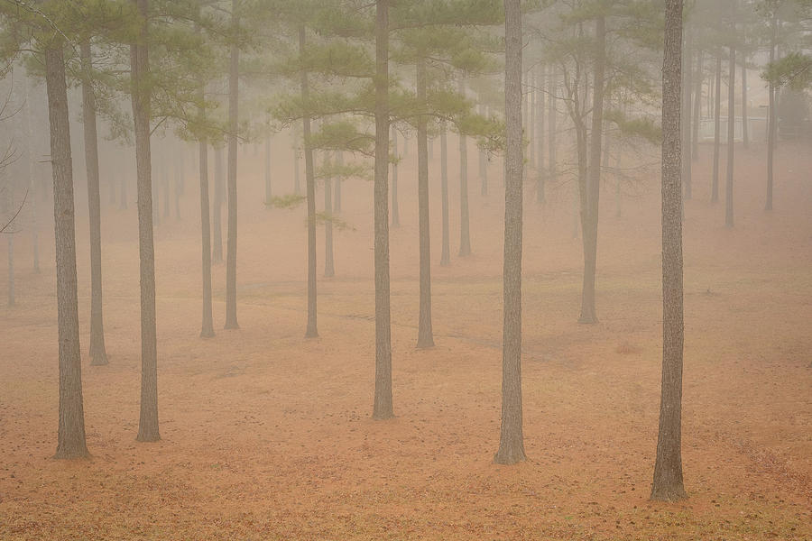 Pine Grove in the Fog Photograph by Joni Eskridge