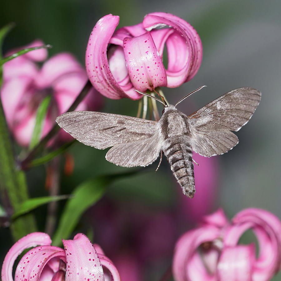 Squared. Pine Hawk-moth Photograph