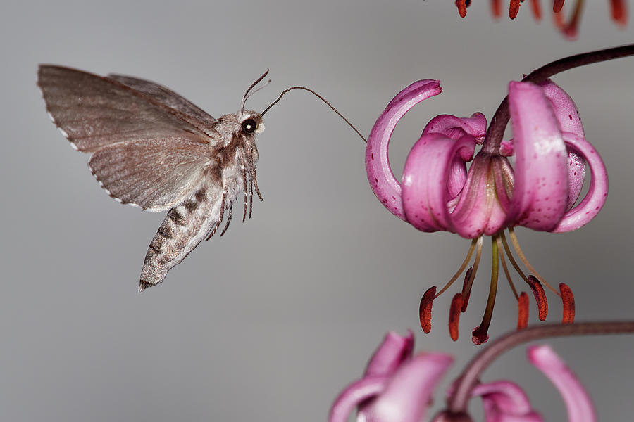 Pine Hawk-moth With A Lily Photograph