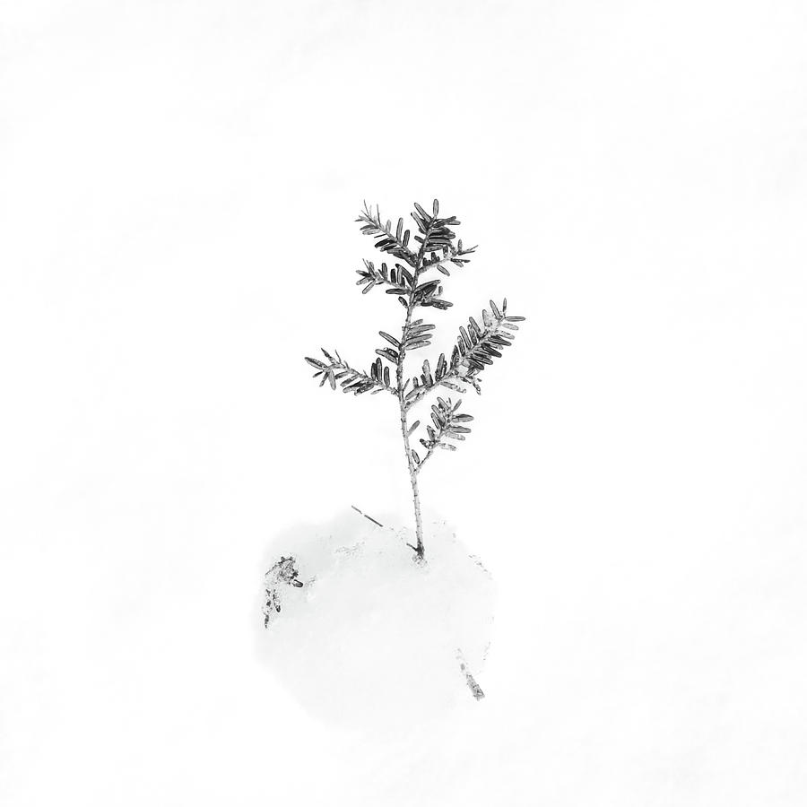 Pine in Snowball Photograph by Joseph Smith