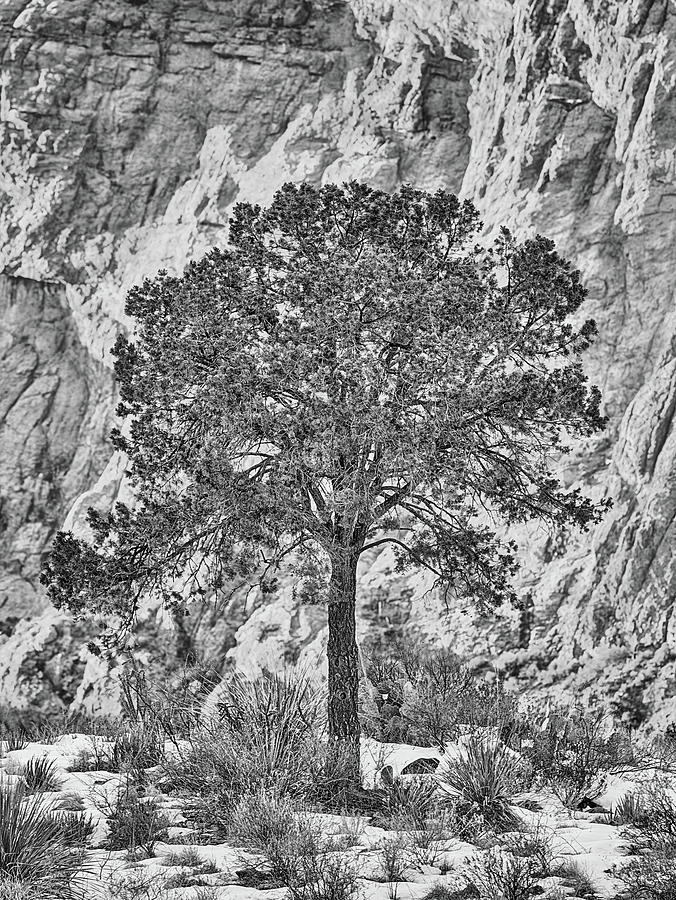 Pine in the SNow Big Bend Black and White Photograph by JC Findley
