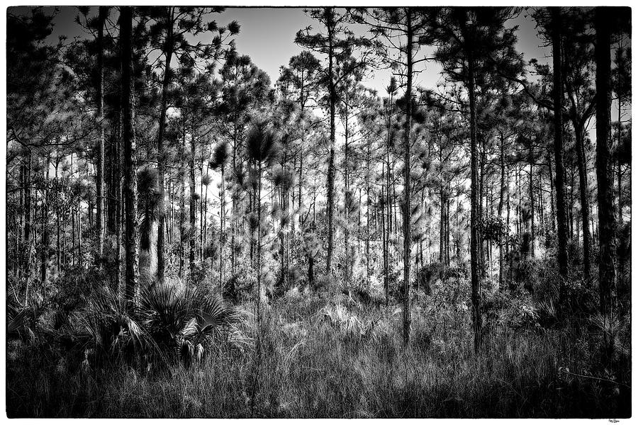 Slash Photograph - Pine Land in B/W by Rudy Umans