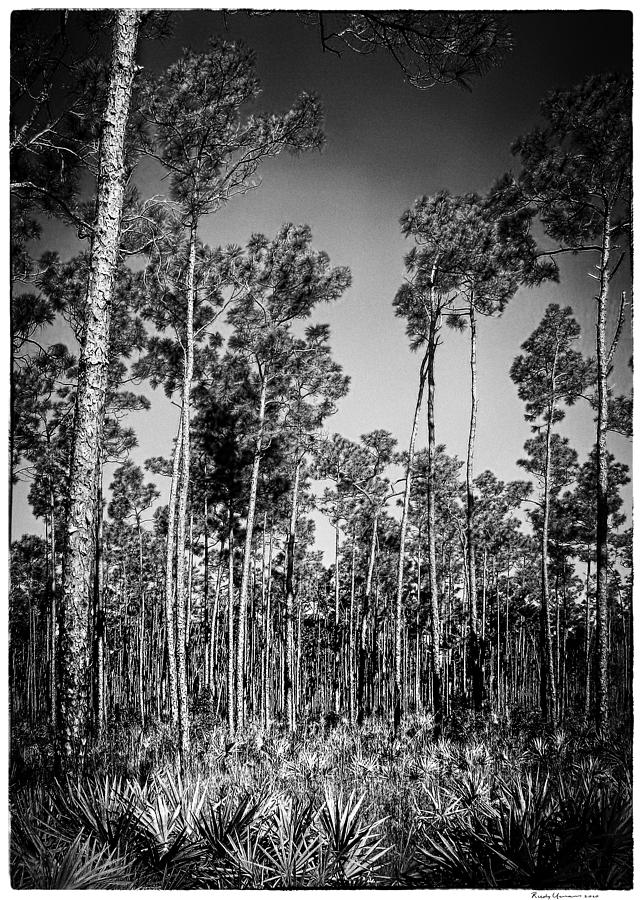 Pine Landscape 30BW Photograph by Rudy Umans