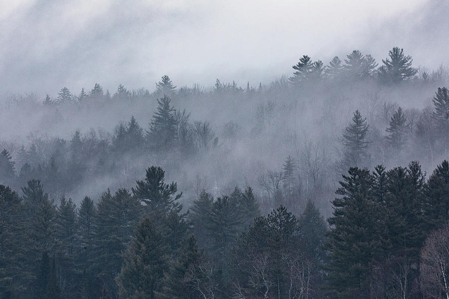 Pine Layers in Fog Photograph by Denise Kopko