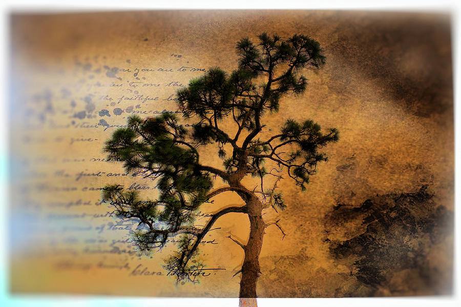 Pine letter Photograph by Eagle Finegan Finegan