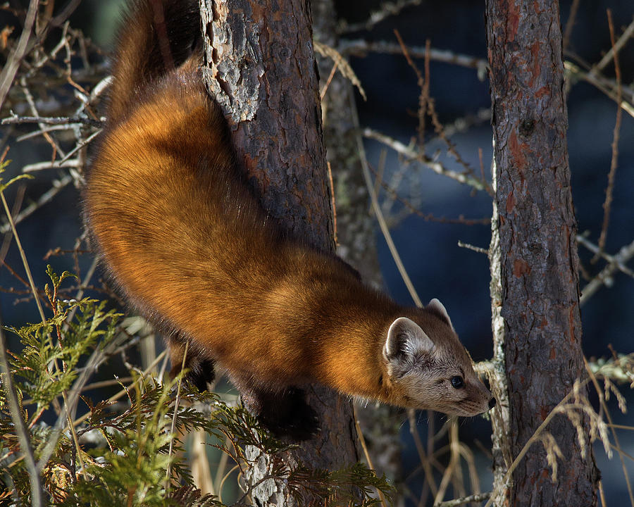 Pine Marten Photograph by Timothy McIntyre