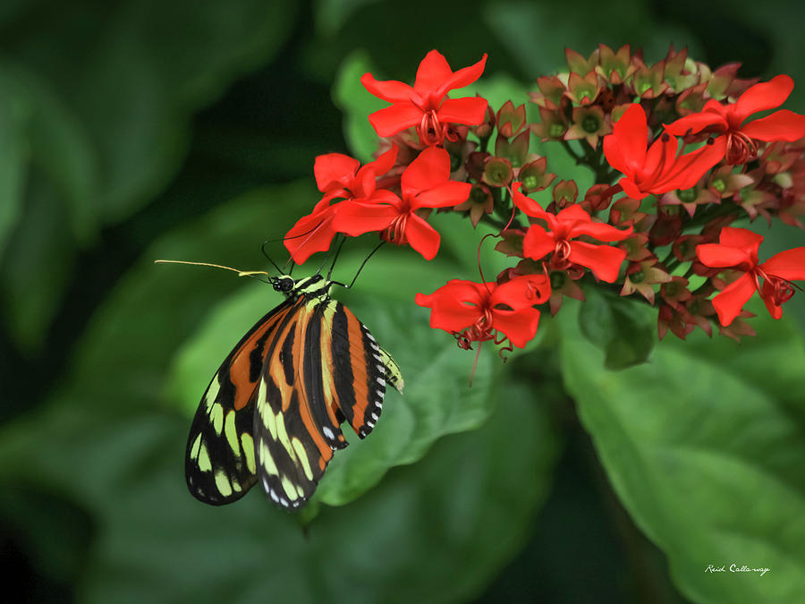 Pine Mountain GA Callaway Gardens Cecil B Day Butterfly Wildlife Art Photograph by Reid Callaway