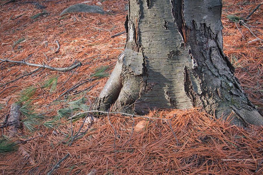 Pine Needles and Tree Bark Photograph by Mark Valentine