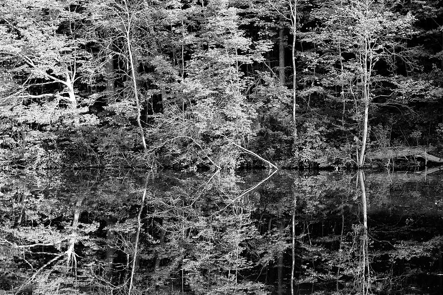 Pine River Reflections 2 BW 062020 Photograph by Mary Bedy