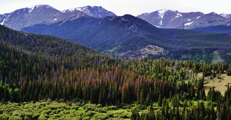 Pine Rocky Mountains Colorado Photograph