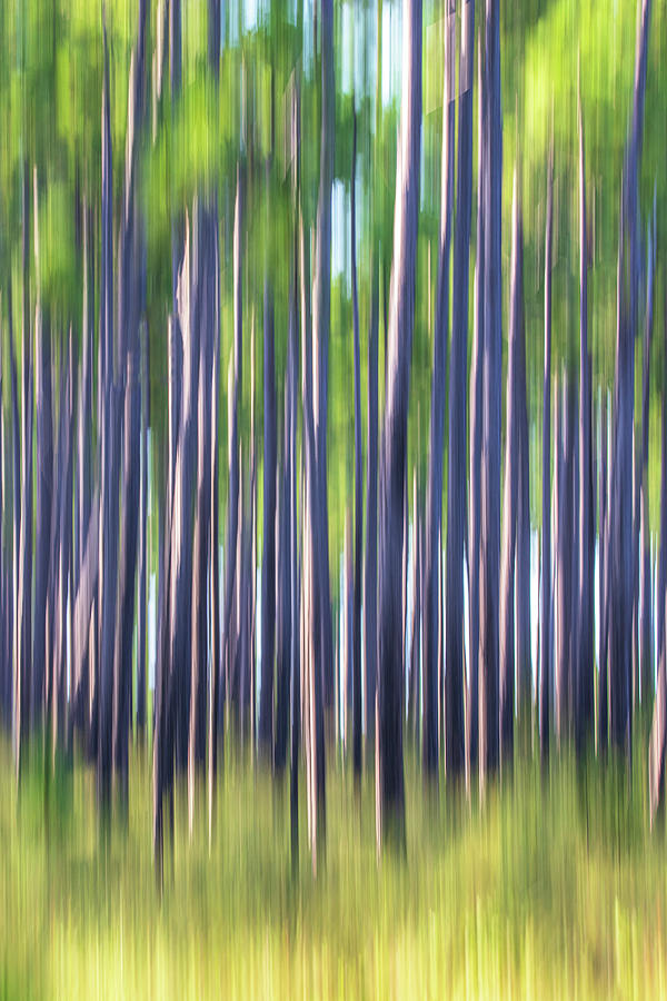 Pine Savana Abstract - Croatan National Forest Photograph by Bob Decker