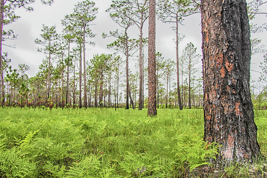 Pine Savanna With Ferns Photograph by Bob Decker
