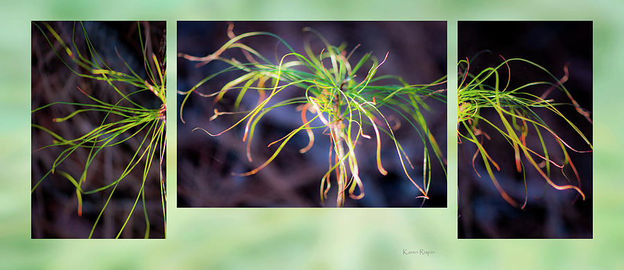 Abstract Photograph - Pine Seedling by Phil And Karen Rispin
