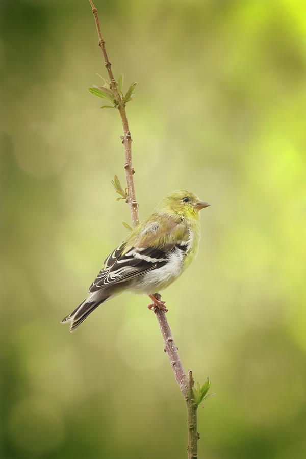 American Goldfinch Photograph by Joan Carroll