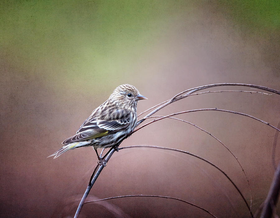 Finch Photograph - Pine Siskin on a Branch by Joan Carroll