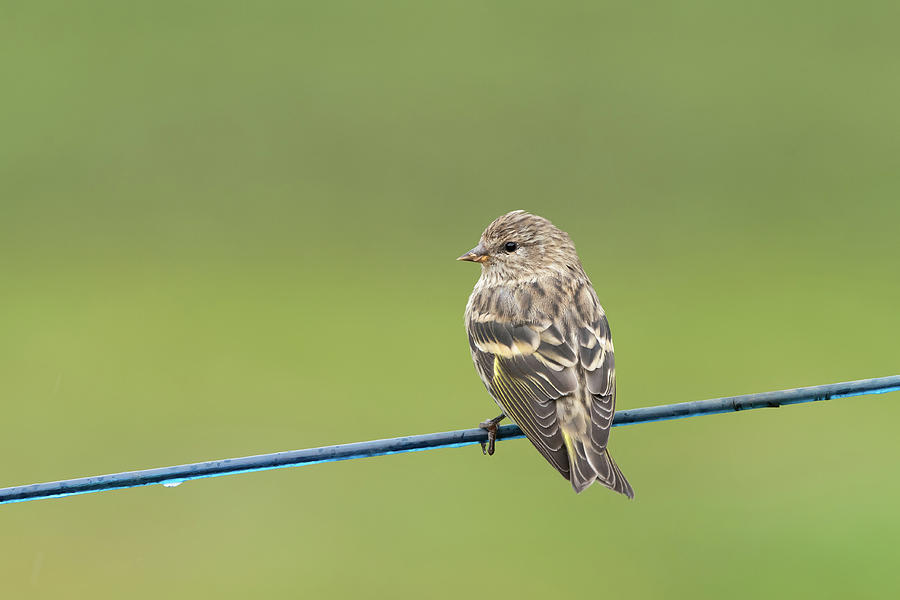Pine Siskin on a wire Photograph by Jan Luit