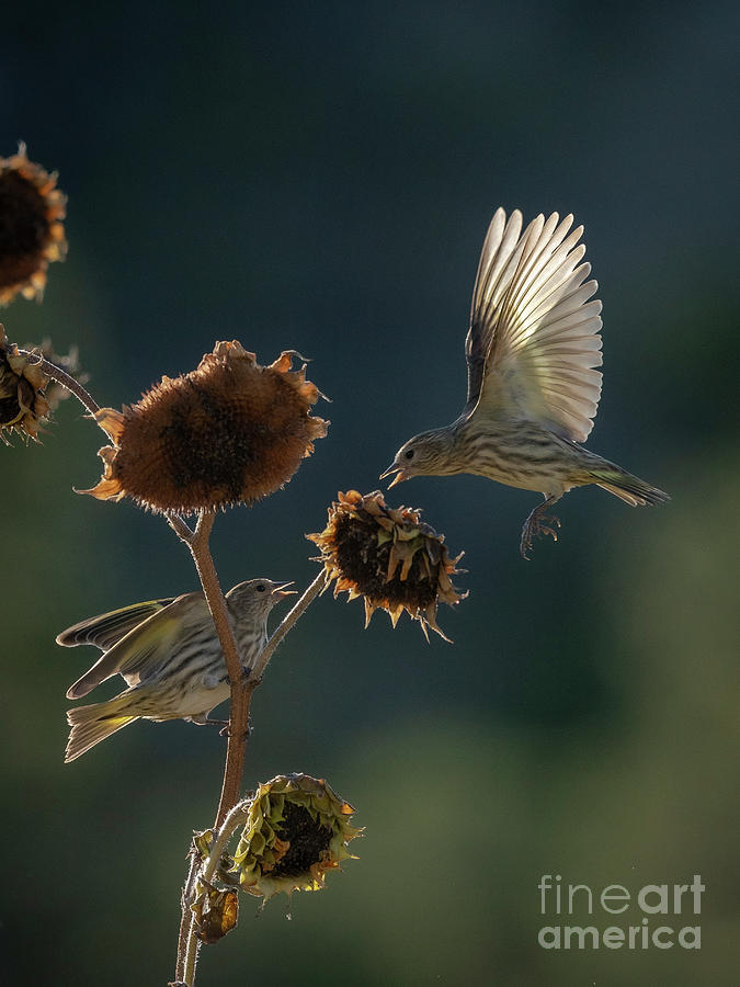 Bird Photograph - Pine Siskins by Maresa Pryor-Luzier