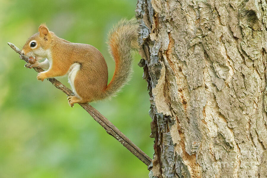 Squirrel Perched on Branch Photograph - Pine Squirrel in Richardson NC by Natural Focal Point Photography