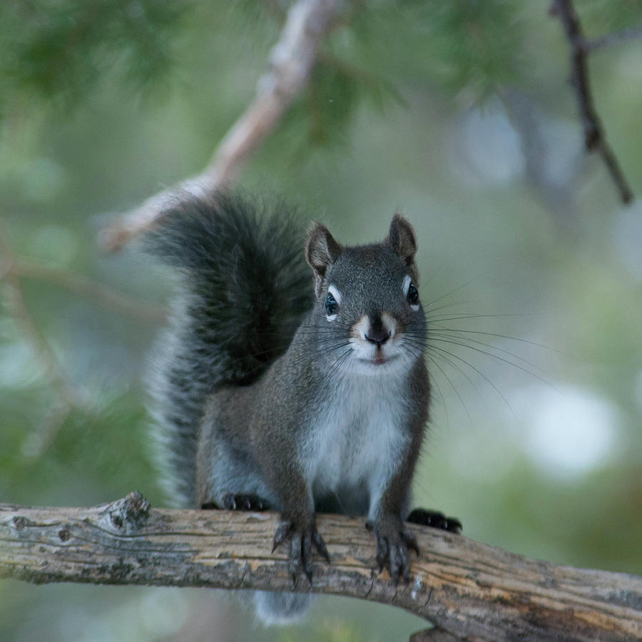 Pine Squirrel Posing Photograph by Cascade Colors