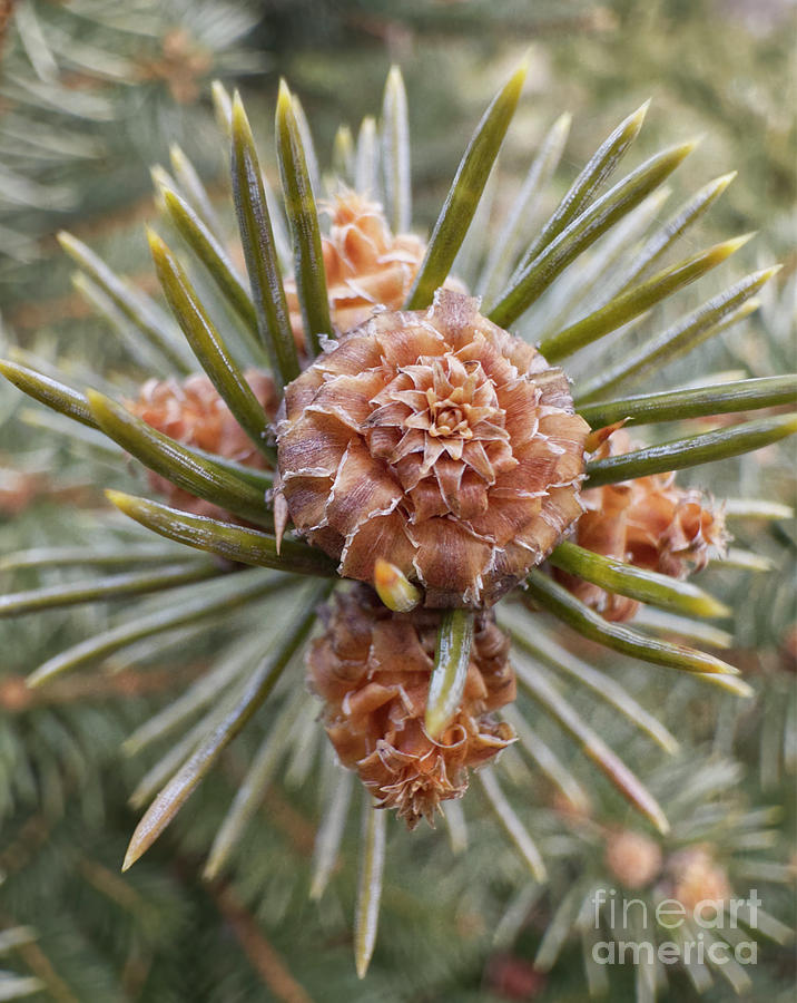 Pine strobili Photograph by Iris Richardson